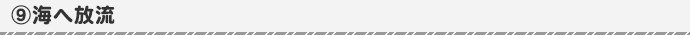 海へ放流